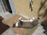 cat at Villa Medici